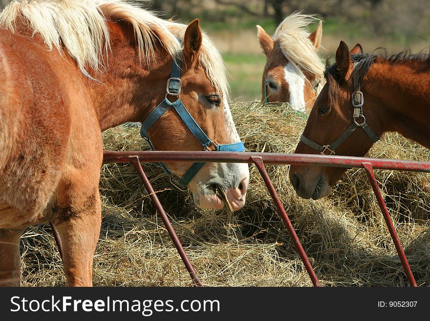 Three horses eating hay in bright sunshine; rural Nebraska