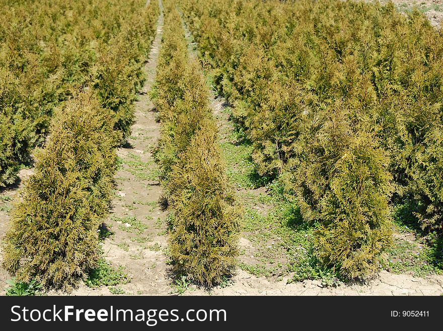 Thuja Rows