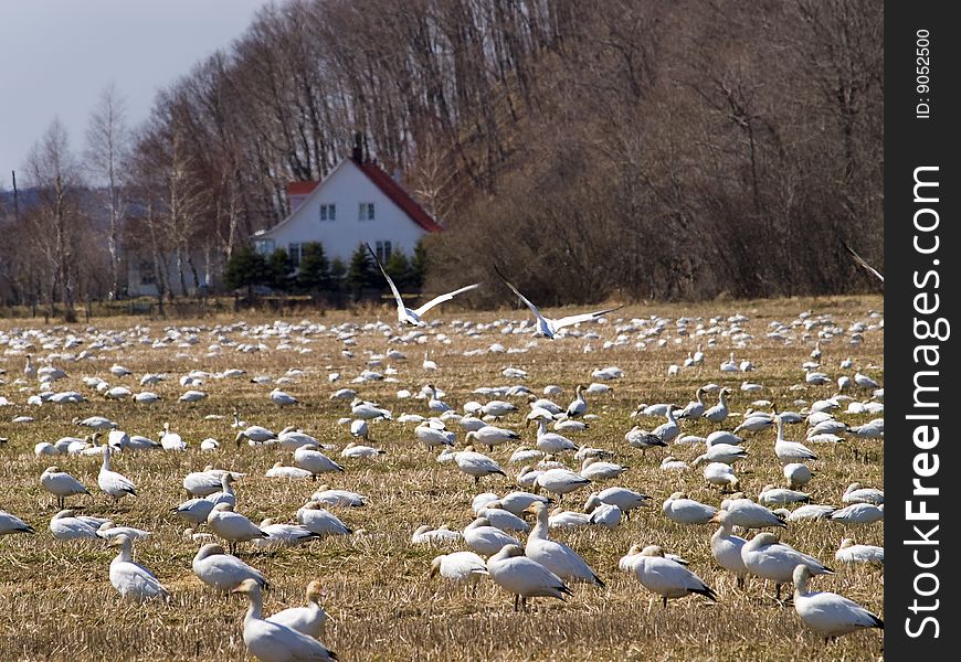 Group of white goose with a house in background. Group of white goose with a house in background