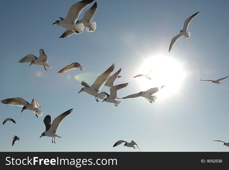 Sea Gulls in the Sun