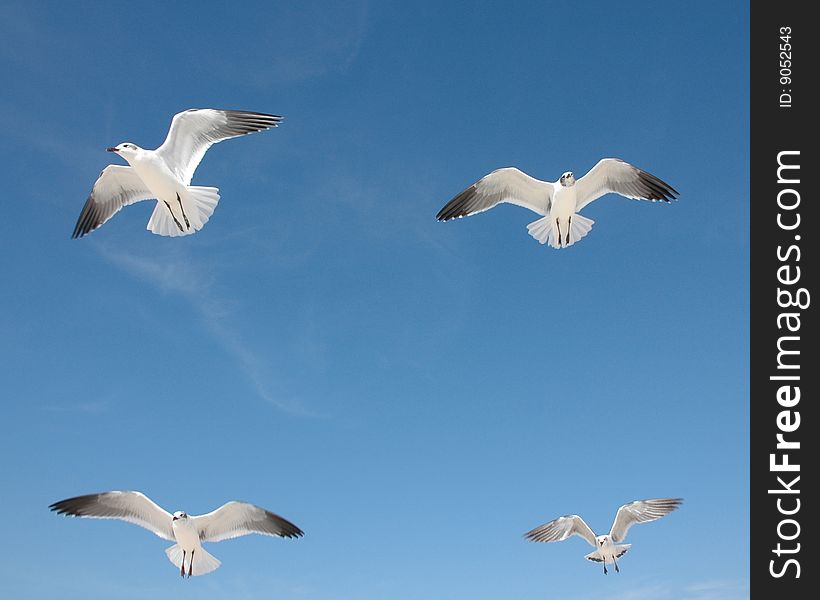 Four Seagulls forming a square in the blue sky. Four Seagulls forming a square in the blue sky