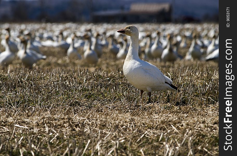 White Goose In A Group