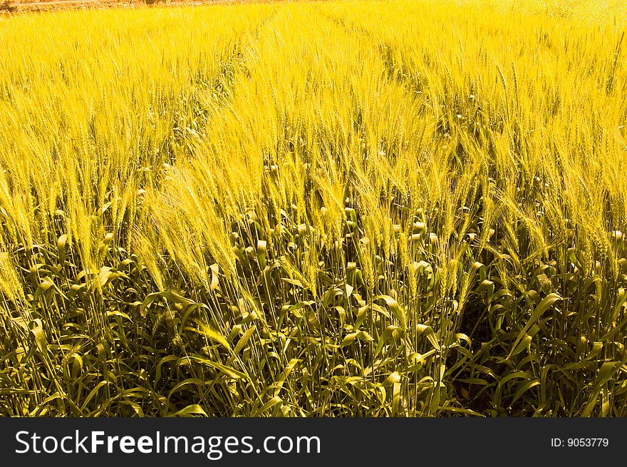 Mature wheat farmers for their labor