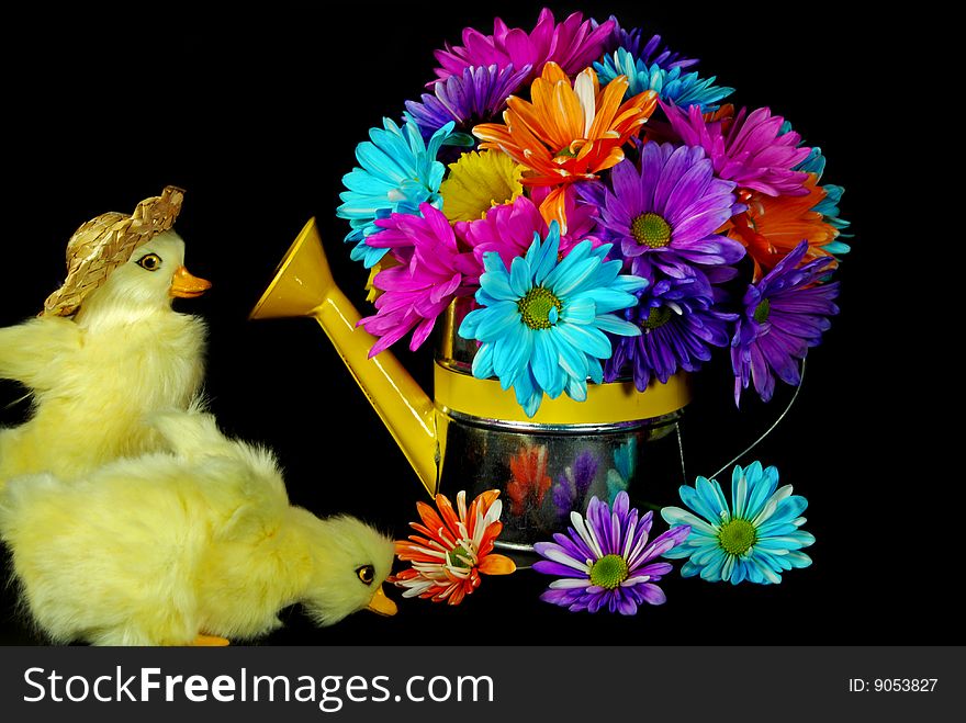Ducklings with a colorful daisy bouquet. Ducklings with a colorful daisy bouquet.
