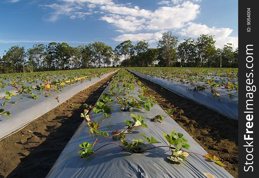 Strawberry fields at strawberry farm, Wamuran, Queensland, Australia