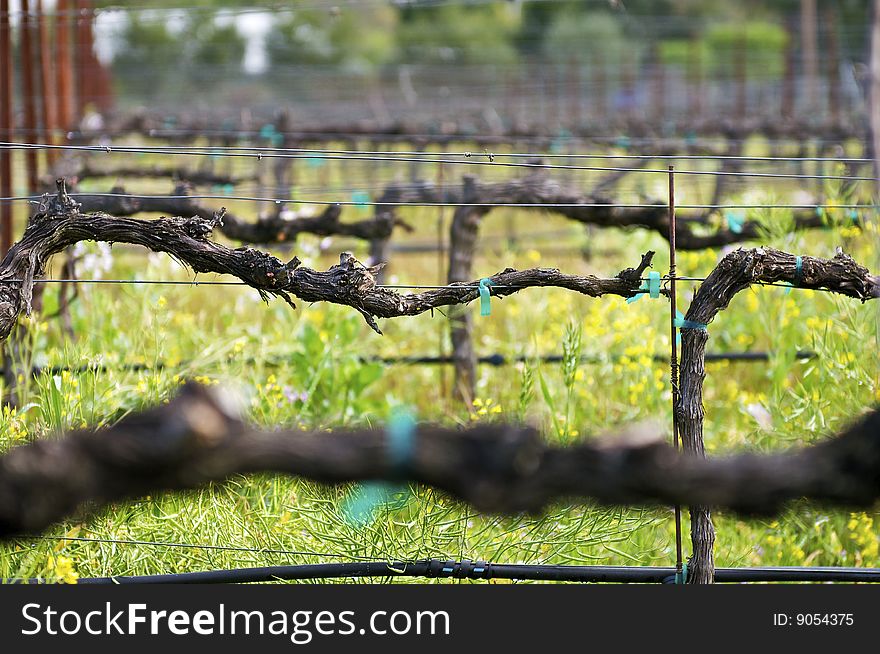 Close-up of Grape Vines during the Spring. Close-up of Grape Vines during the Spring