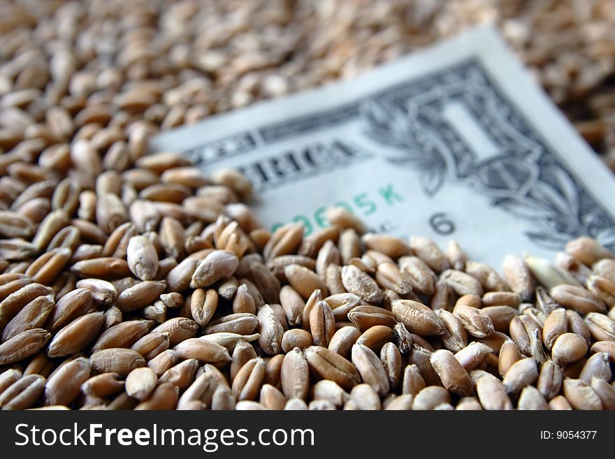 One dollar banknote among wheat grains