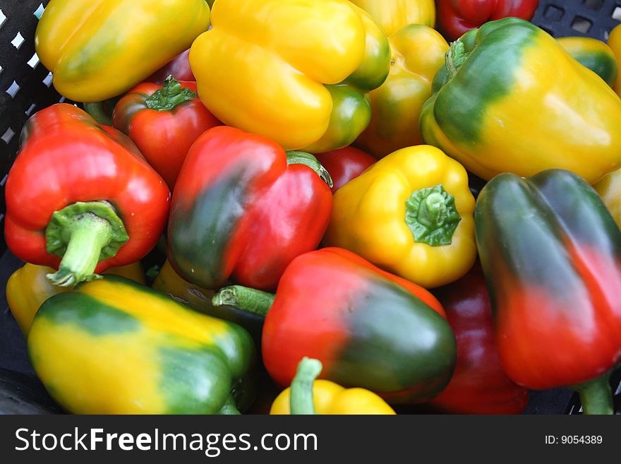Fresh green, red and yellow peppers. Fresh green, red and yellow peppers