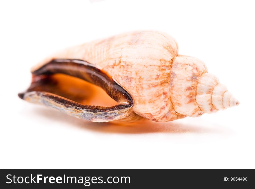 Shell isolated on the white background