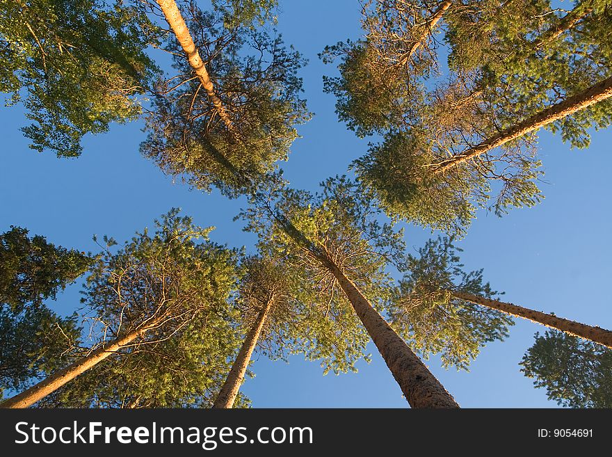 Tops of pine-trees against blue clear sky. Tops of pine-trees against blue clear sky