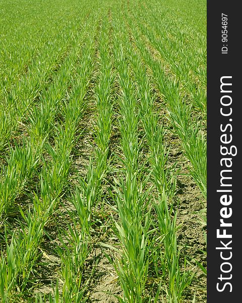 Row of green grass on a field.