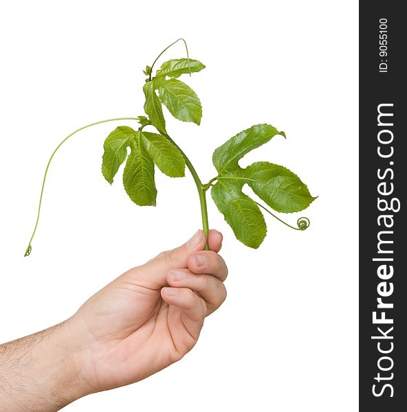 Close up of hand holding vine of passiflora as a gift