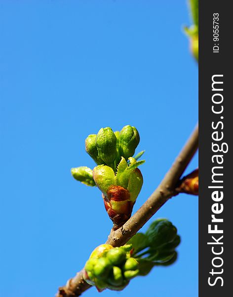 First spring leaves over natural background