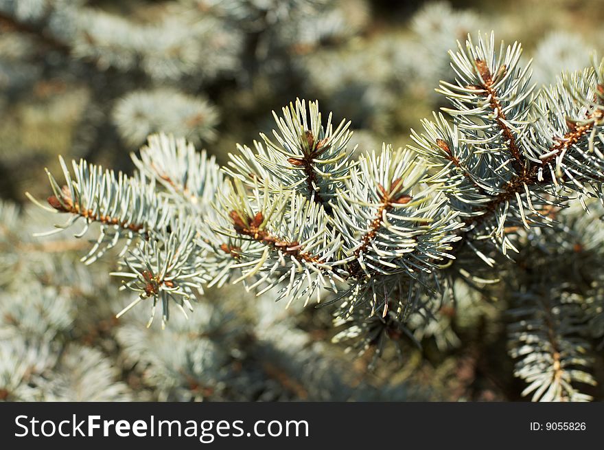 Branches Of Blue Spruce