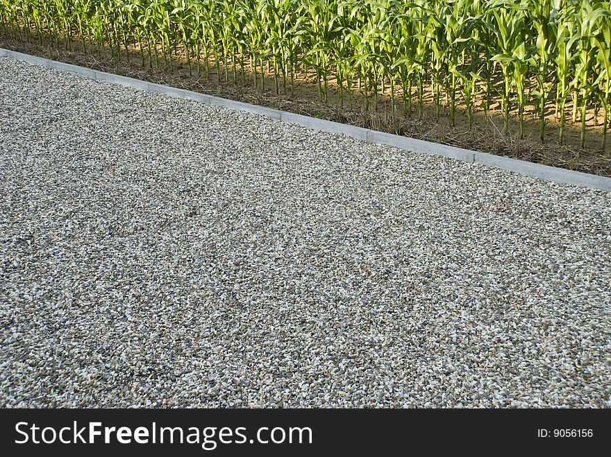 A cornfield beside a parkinglot