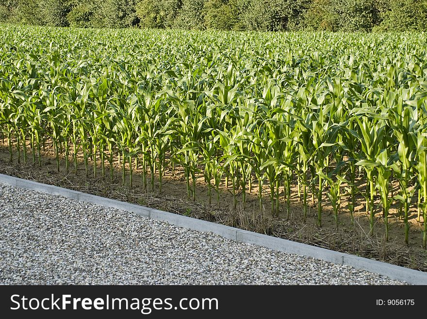 A cornfield beside a parkinglot. A cornfield beside a parkinglot