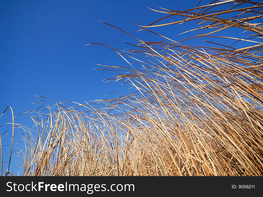 Old dry cane is bent under force of  wind on  background of  blue sky