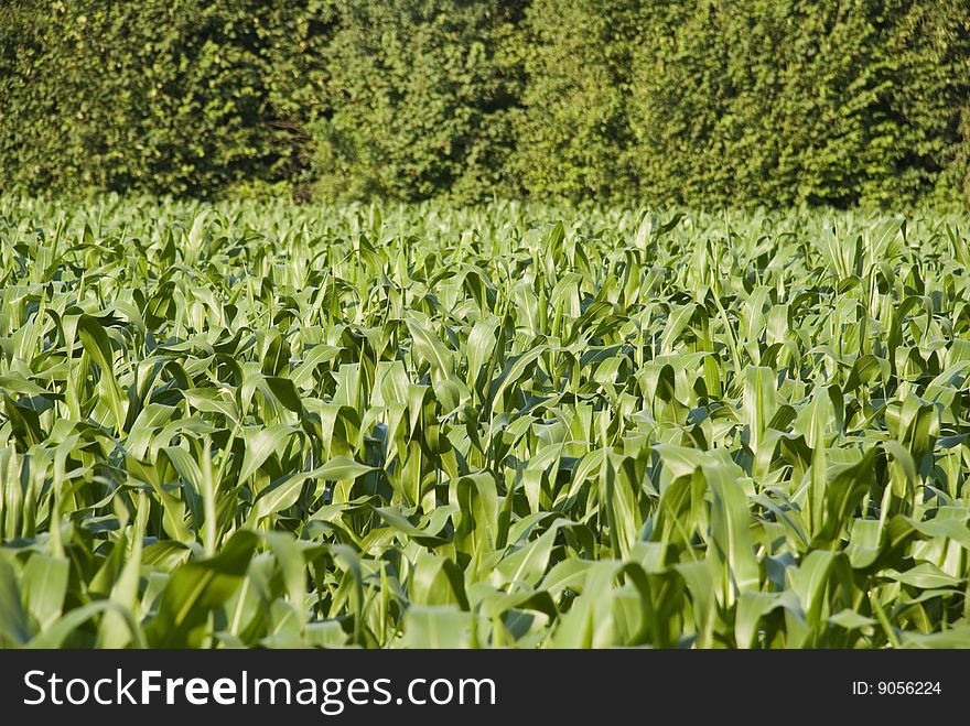 A cornfield beside some trees