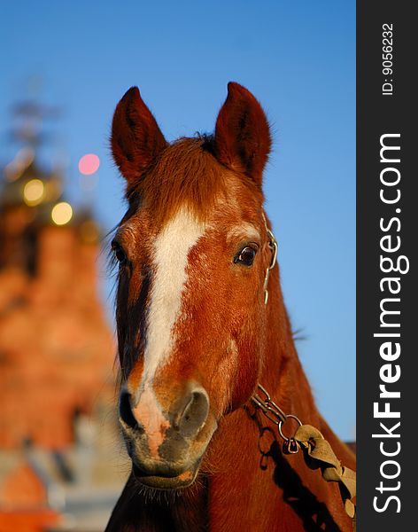 Portrait of  horse on  background of church on open air,  sunny day
