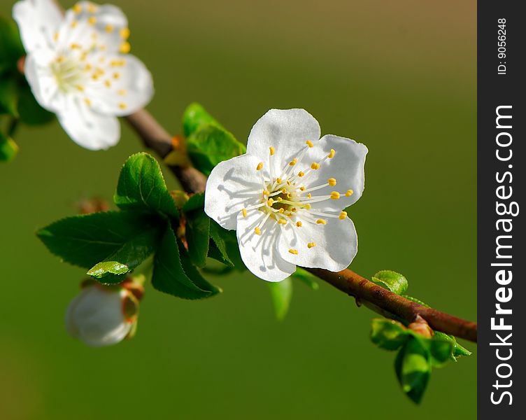 Dismissed flower of  fruit tree in  garden on  green background