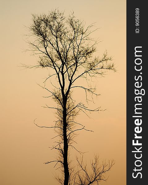 Silhouette of alone worth tree on  background of  orange sky