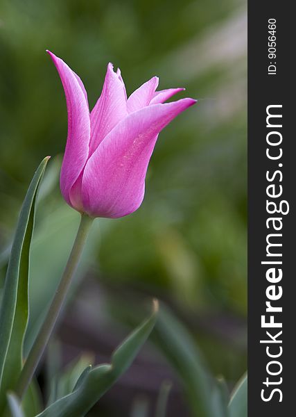 Beautiful pink tulip with green background