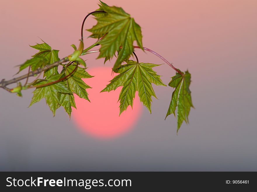 Branch and green foliage of  maple on  background of  disk of  coming sun. Branch and green foliage of  maple on  background of  disk of  coming sun