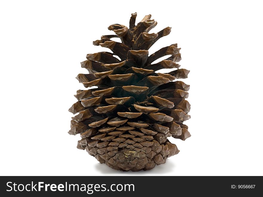 Cedar cone isolated on white