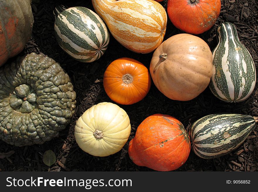 Pumpkins and gourds harvested in a field