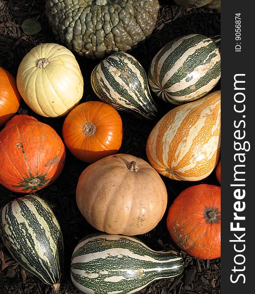 Pumpkins and gourds harvested in a field