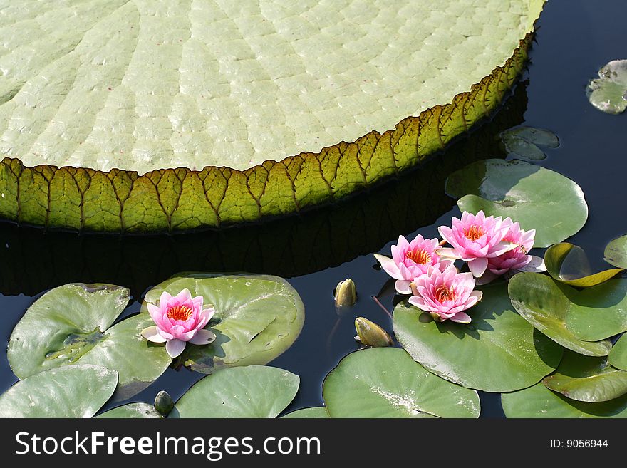 Water lilies and water-platter in pond