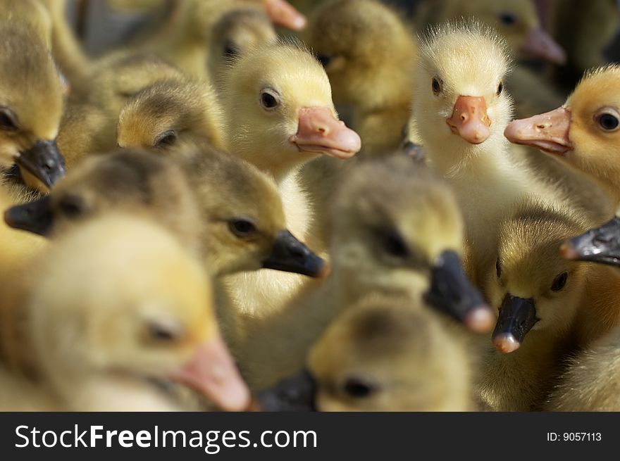 Newborn goslings looking at camera