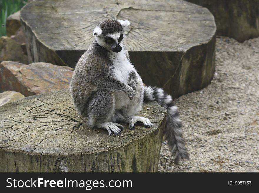 The Lemur Kata sitting on the stump