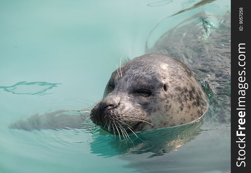 Close up of an adult seal swimming in water