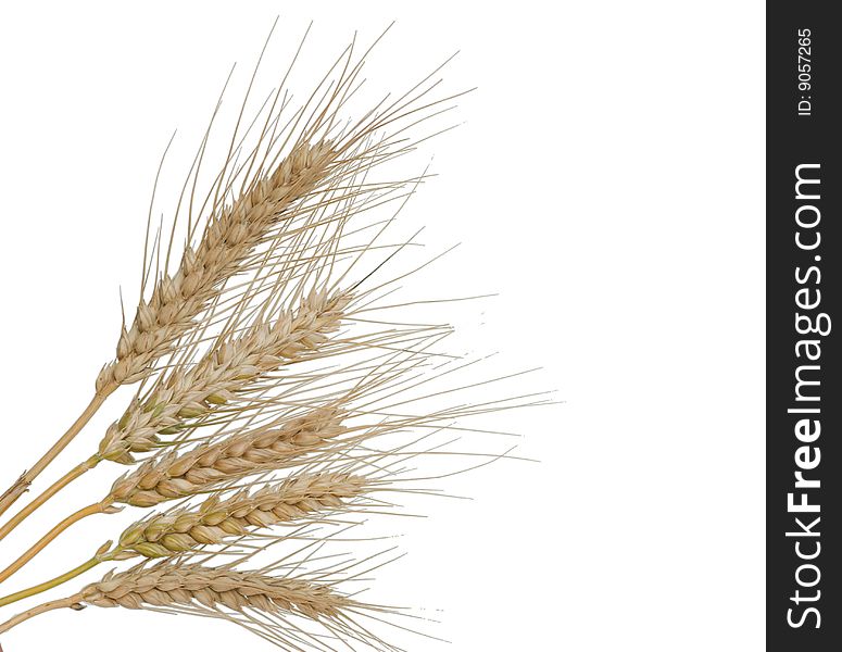 Wheat isolated on white background