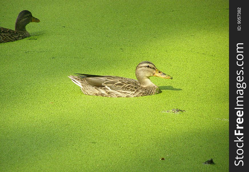The duck floats in a green reservoir. The duck floats in a green reservoir