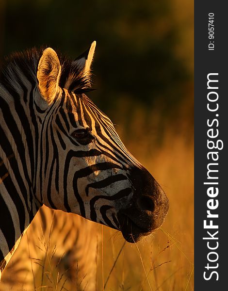 This is an image of a zebra taken in a private game reserve.