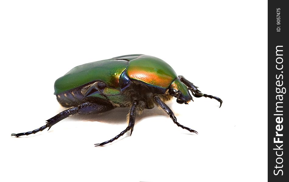 Green shiny beetle