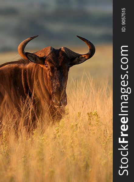 This is an image of a Wildebeest taken in a private game reserve, Bathed in early morning light.