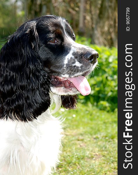 Young english springer spaniel in the summer sun