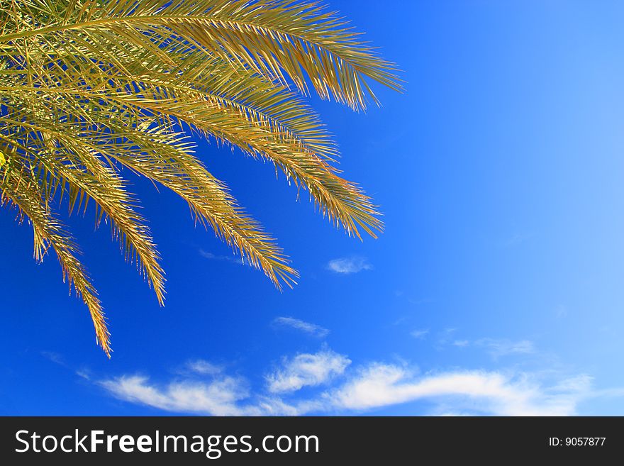Palms foliage and blue sky(captured with Canon 400d, Tamron 17-50/2.8,  ISO 100, RAW>TIFF>JPEG 1)