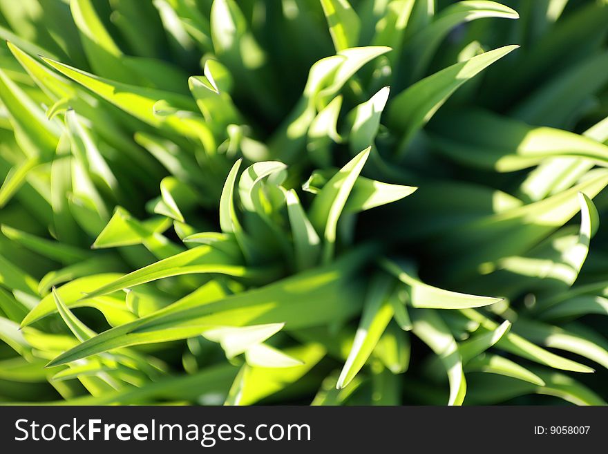 Beautiful, fresh and green grass close-up, spring