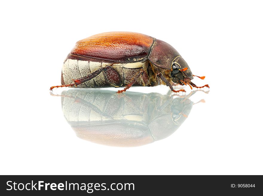 Beetle (Blitopertha Polyanor)