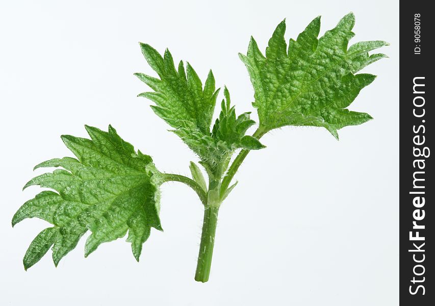 Leaves of nettle on a white background.