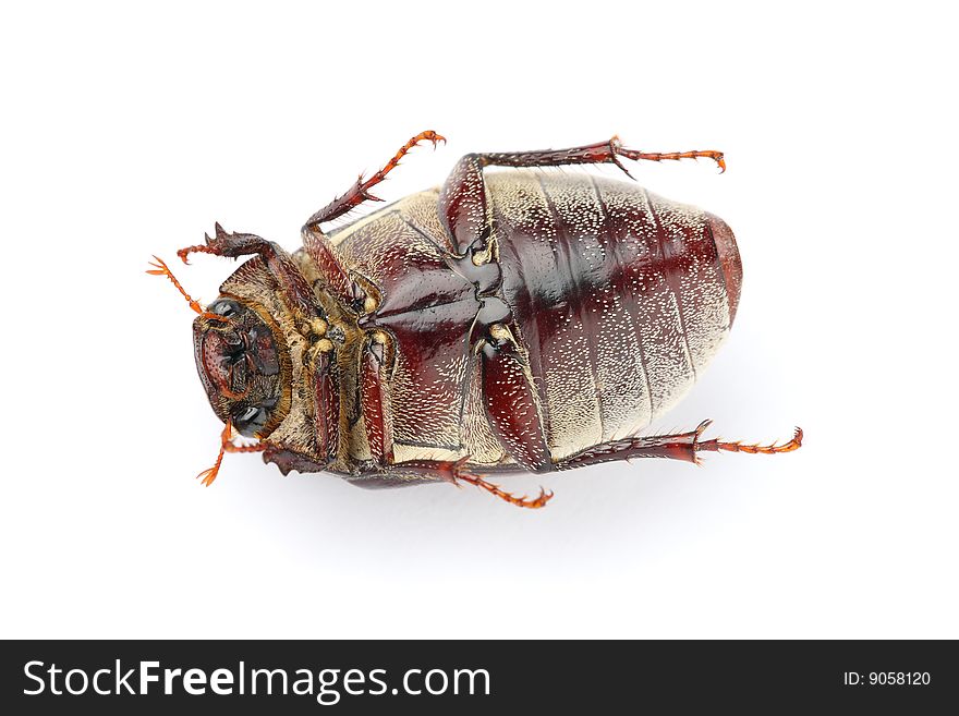 Beetle (Blitopertha Polyanor)