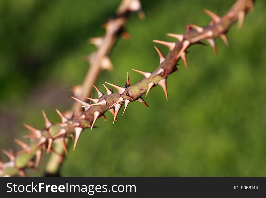 Prickly spiny bush, close-up, danger, garden tree. Prickly spiny bush, close-up, danger, garden tree