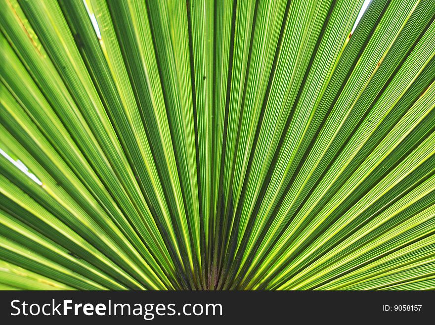 Picture of evergreen striped palm tree frond