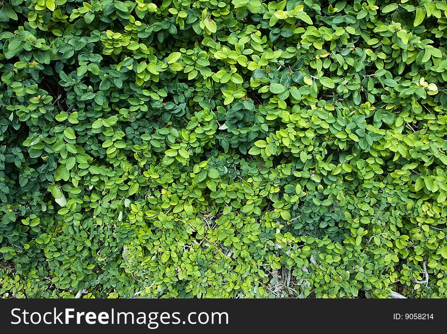 Picture of lush green leaf at the wall. Picture of lush green leaf at the wall