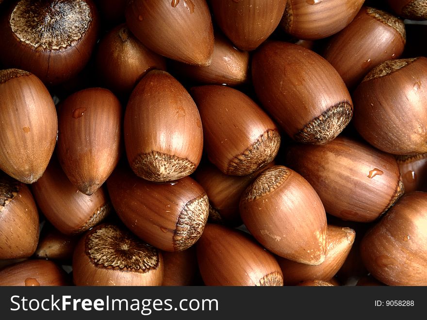 Fresh hazelnuts isolated in studio