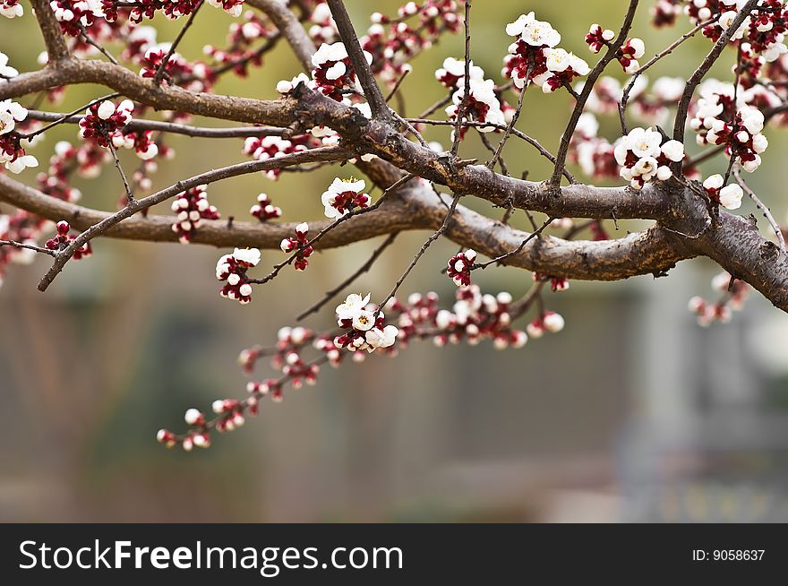 The plum-blossom blooming in spring. The plum-blossom blooming in spring